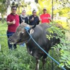 Ketua PWI Kapuas dan jajaran pengurus mengecek Sapi Kurban bantuan dari Pemkab Kapuas yang telah diantar ke halaman Sekretariat PWI setempat, Kamis (5/6/2025). 