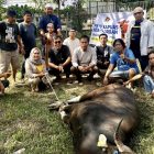 Semangat kebersamaan dan kekeluargaan Iduladha, PWI Kabupaten Kapuas laksanakan penyembelihan hewan kurban di halaman Sekretariat PWI setempat, Sabtu (7/6/2025) 