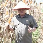 Secara Virtual dari Desa Panarung Kecamatan Basarang, Bupati Kapuas HM Wiyatno ikuti Panen Raya Jagung Serentak Kuartal II, yang dipimpin oleh Presiden RI Prabowo Subianto, Kamis (5/6/2025)
