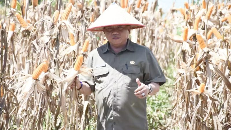 Secara Virtual dari Desa Panarung Kecamatan Basarang, Bupati Kapuas HM Wiyatno ikuti Panen Raya Jagung Serentak Kuartal II, yang dipimpin oleh Presiden RI Prabowo Subianto, Kamis (5/6/2025)
