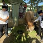Bupati Kapuas H Muhammad Wiyatno dan Wakil Bupati Kapuas Dodo sebelum menyerahkan bantuan sapi kurban dari Presiden Republik Indonesia di Halaman Masjid Agung Al Mukarram, Jumat (6/6/2025).

