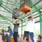 Bupati Kapuas H. Muhammad Wiyatno, S.P. saat menggantung sangkar burung pertama di tiang gantangan sebagai simbolis dibukanya secara resmi Lomba Burung Berkicau Bupati Cup I Tahun 2026.